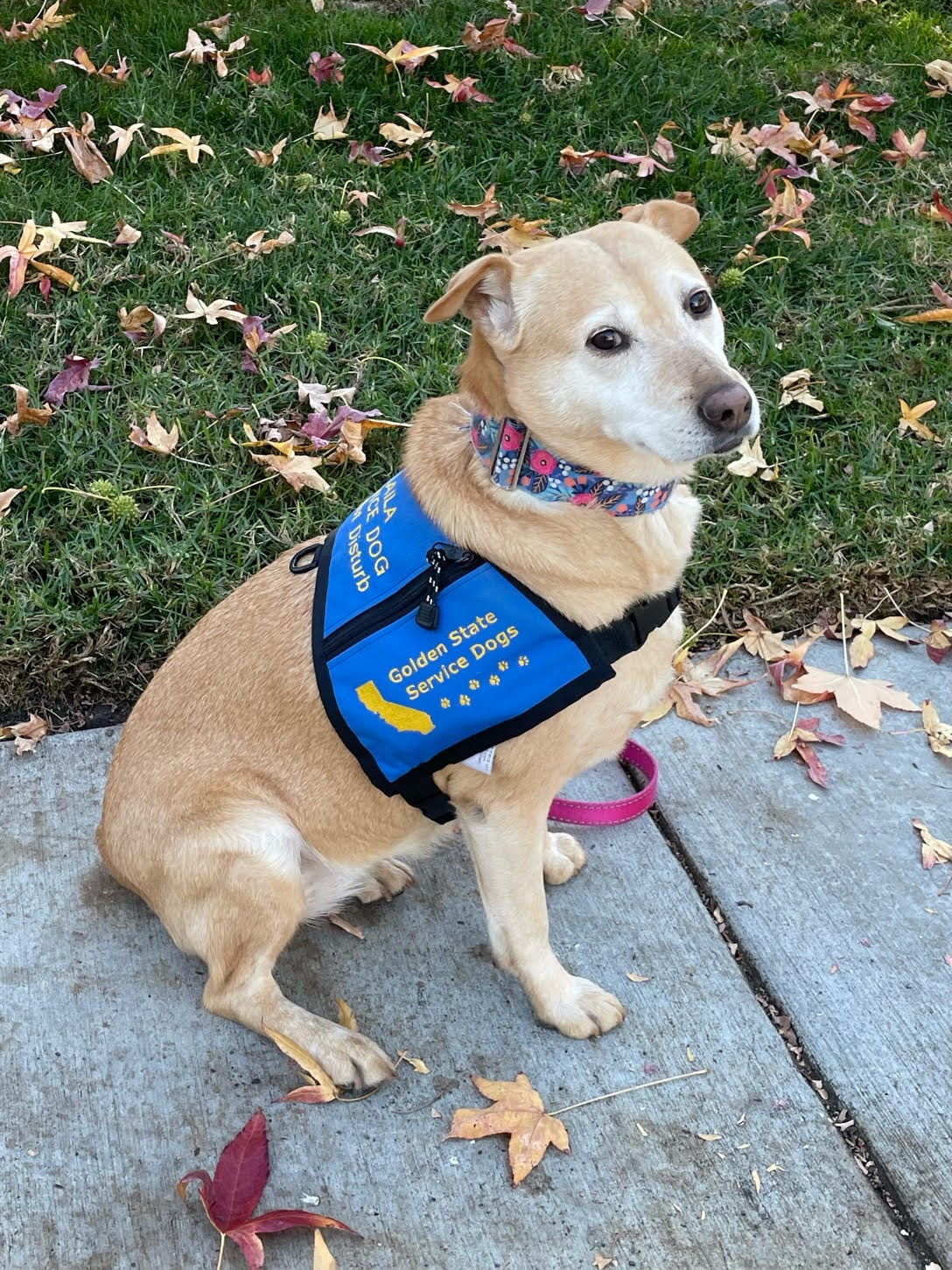 GSSD Dog Canine Spotlights | Golden State Service Dogs, LLC